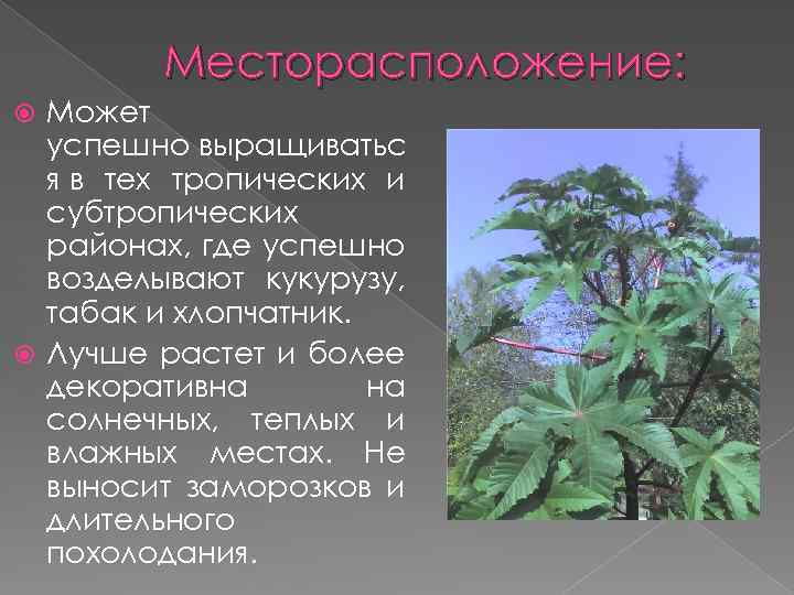 Месторасположение: Может успешно выращиватьс я в тех тропических и субтропических районах, где успешно возделывают