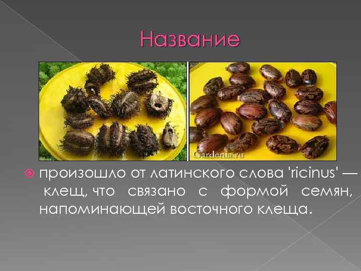 Название произошло от латинского слова 'ricinus' — клещ, что связано с формой семян, напоминающей