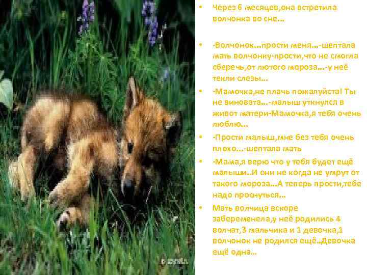  • Через 6 месяцев, она встретила волчонка во сне. . . • -Волчонок.