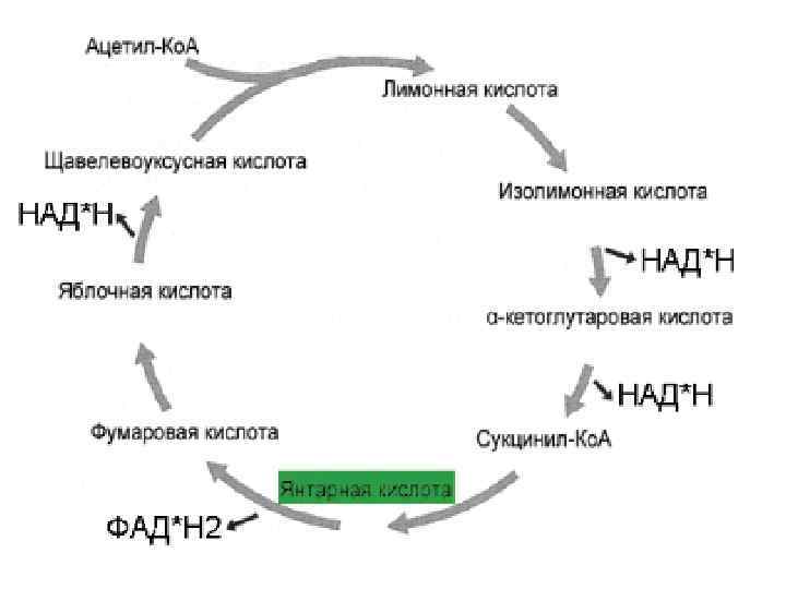 Цикл кребса в митохондриях. Цикл Кребса биохимия. Цикл Кребса пировиноградная кислота. Цикл Кребса схема. Уксусная кислота в цикле Кребса.
