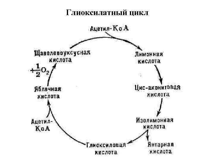 Схема глиоксилатного цикла