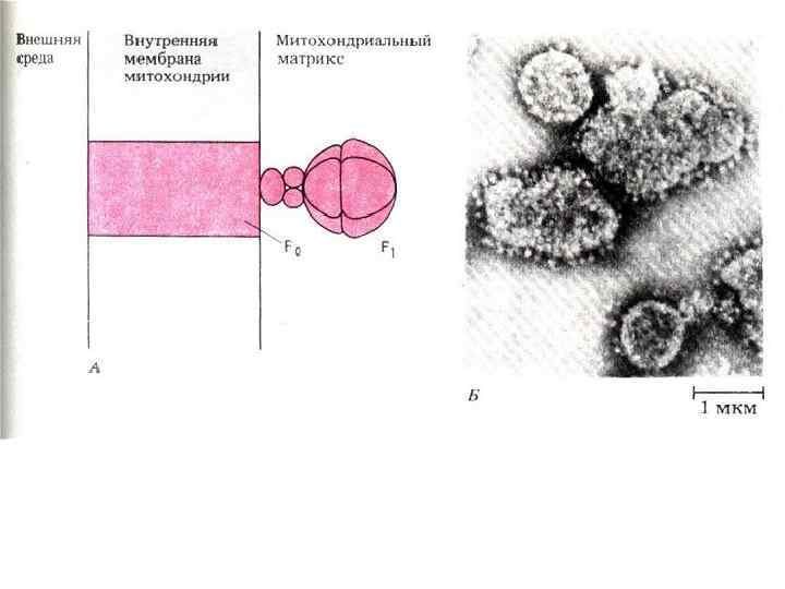 Углекислый газ глюкоза сорбит. АТФ под микроскопом. АТФ-синтетаза электронная микрофотография. Схема АТФ-синтетазы в виде ротора.