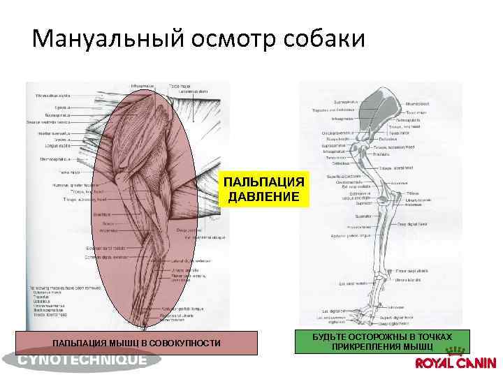 Мануальный осмотр собаки ПАЛЬПАЦИЯ ДАВЛЕНИЕ ПАЛЬПАЦИЯ МЫШЦ В СОВОКУПНОСТИ БУДЬТЕ ОСТОРОЖНЫ В ТОЧКАХ ПРИКРЕПЛЕНИЯ