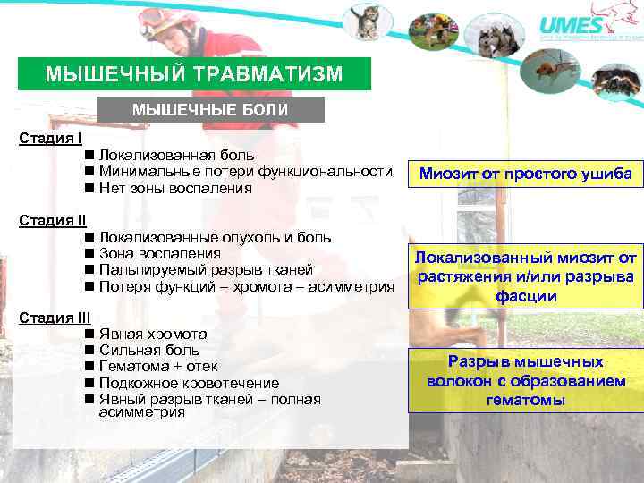 МЫШЕЧНЫЙ ТРАВМАТИЗМ МЫШЕЧНЫЕ БОЛИ Стадия I Локализованная боль Минимальные потери функциональности Нет зоны воспаления