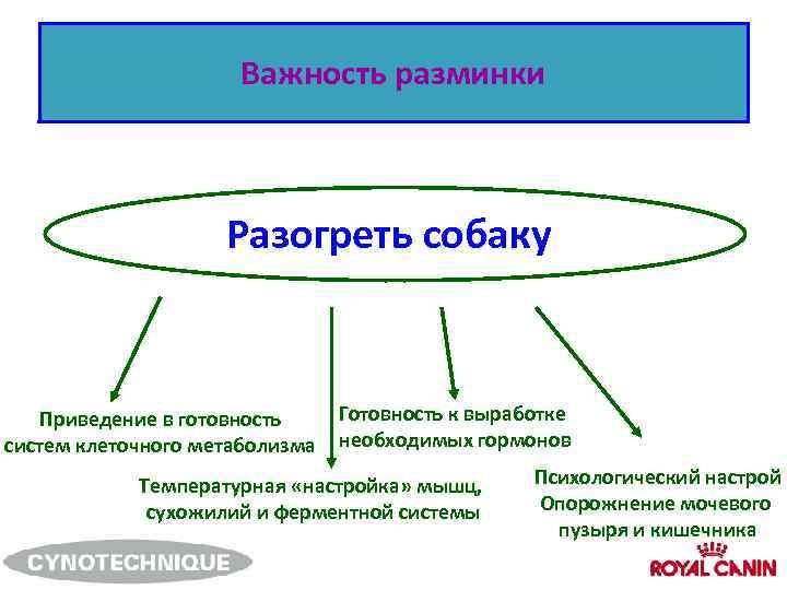 Важность разминки Разогреть собаку Приведение в готовность систем клеточного метаболизма Готовность к выработке необходимых