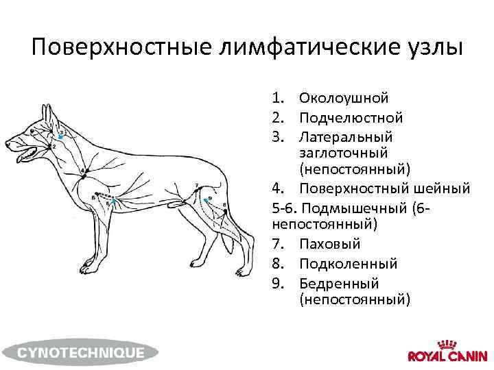 Частое дыхание у собаки в покое. Лимфатическая система собаки схема. Лимфатические узлы у собак анатомия.