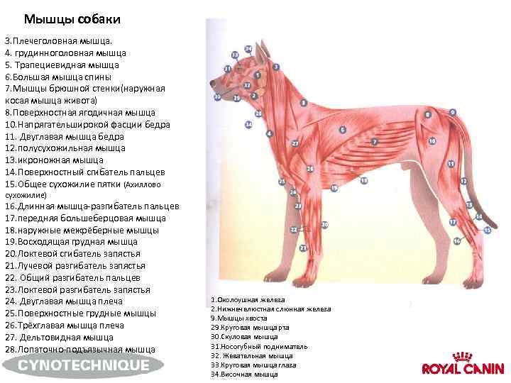 Мышцы собаки 3. Плечеголовная мышца. 4. грудинноголовная мышца 5. Трапециевидная мышца 6. Большая мышца