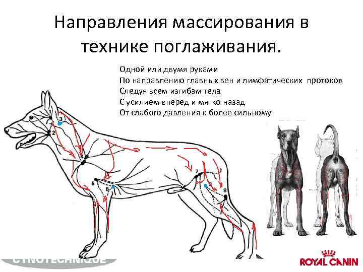 Направления массирования в технике поглаживания. Одной или двумя руками По направлению главных вен и