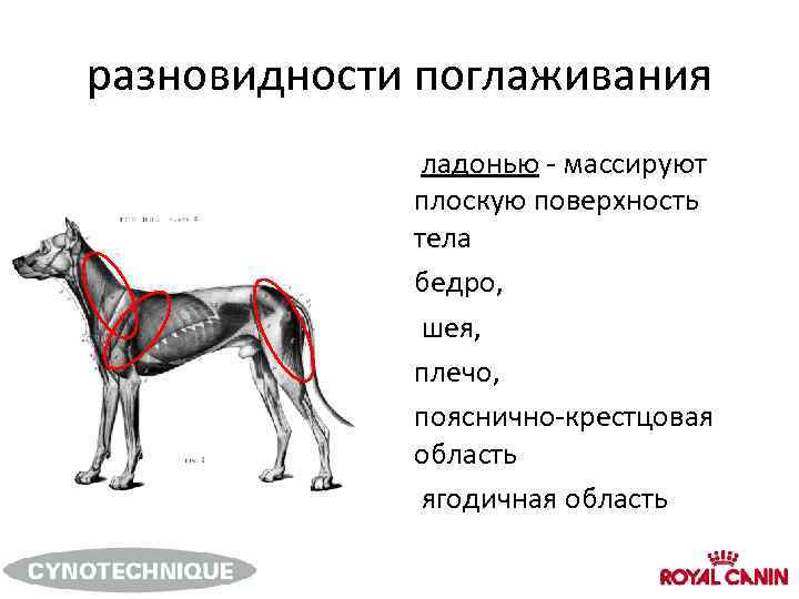 разновидности поглаживания ладонью - массируют плоскую поверхность тела бедро, шея, плечо, пояснично-крестцовая область ягодичная