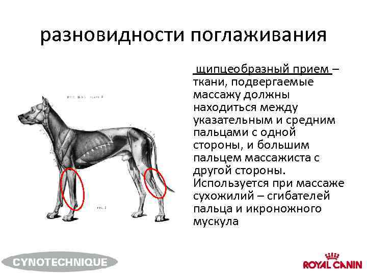 разновидности поглаживания щипцеобразный прием – ткани, подвергаемые массажу должны находиться между указательным и средним