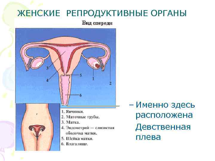 ЖЕНСКИЕ РЕПРОДУКТИВНЫЕ ОРГАНЫ – Именно здесь расположена Девственная плева 