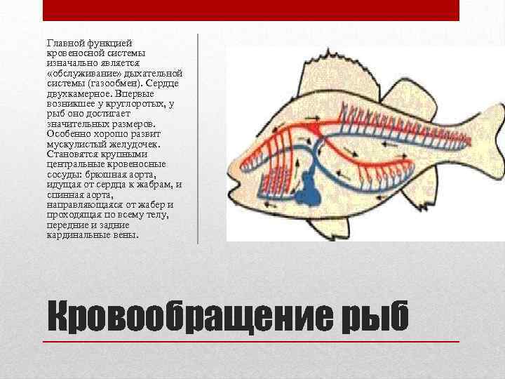 Кровеносная органы рыб. Выделительная система рыб схема. Кровеносная и дыхательная система рыб. Кровеносная система круглоротых и рыб. Кровеносная система рыб схема.