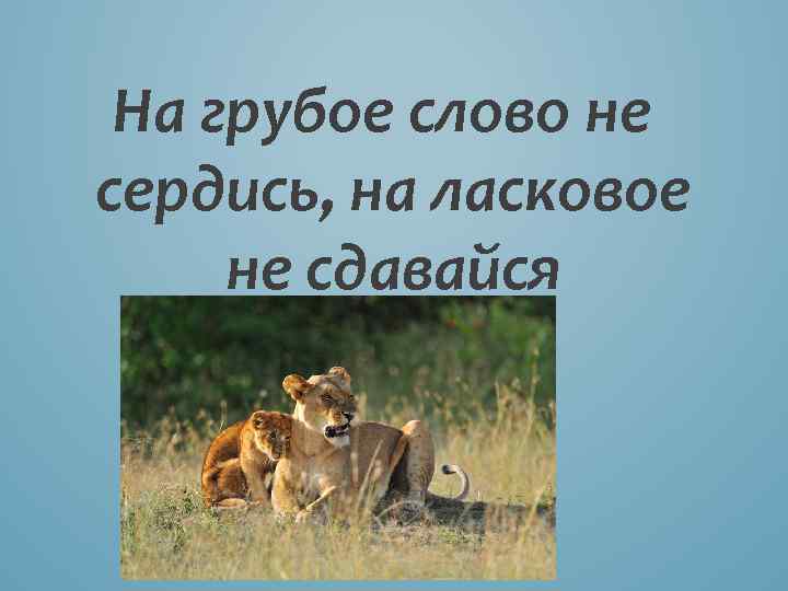 На грубое слово не сердись, на ласковое не сдавайся 