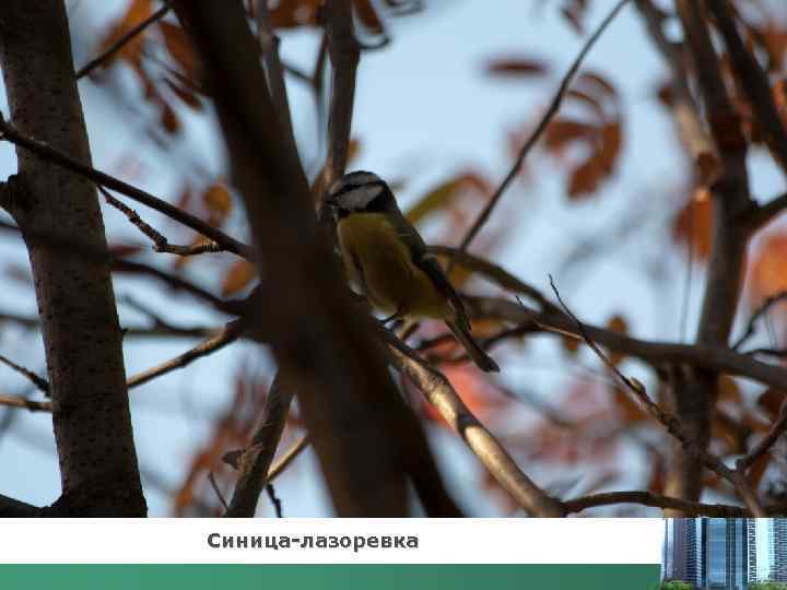 Синица-лазоревка 