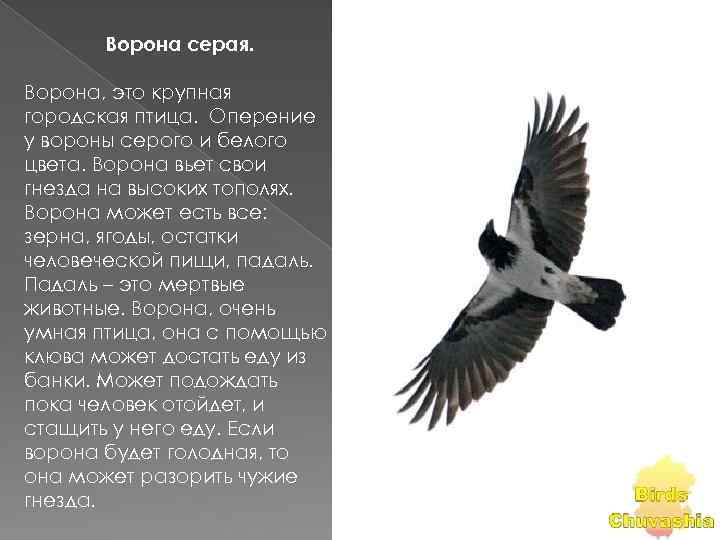 Ворона серая. Ворона, это крупная городская птица. Оперение у вороны серого и белого цвета.