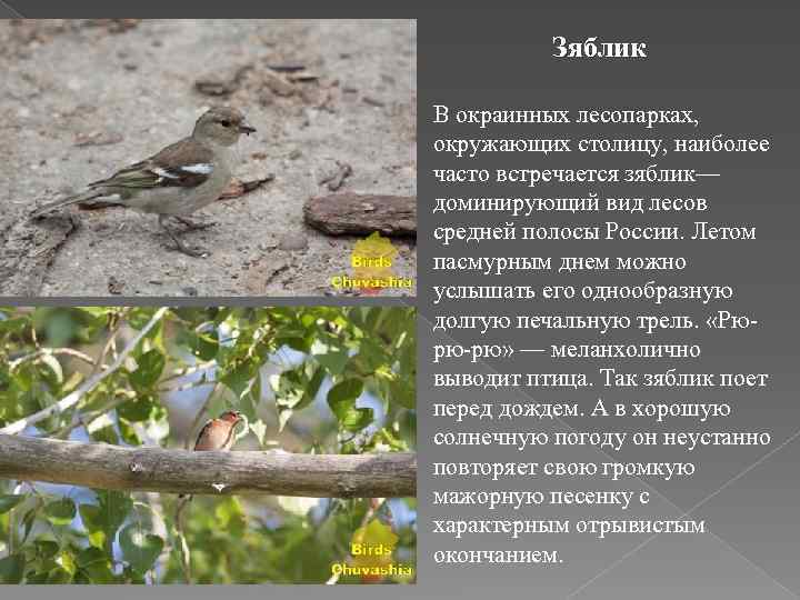 Птицы челябинского городского бора фото и название