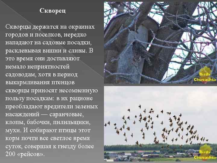 Птицы челябинского городского бора фото и название