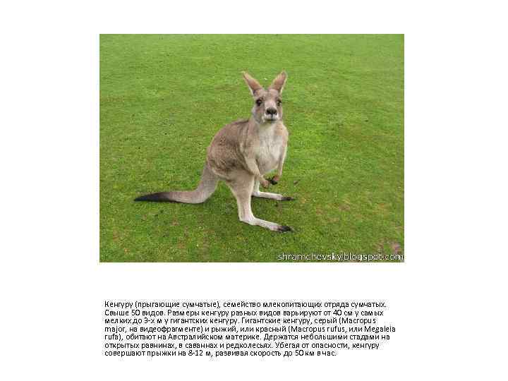 Кенгуру (прыгающие сумчатые), семейство млекопитающих отряда сумчатых. Свыше 50 видов. Размеры кенгуру разных видов
