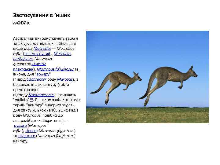 Застосування в інших мовах Австралійці використовують термін «кенгуру» для кількох найбільших видів роду Macropus