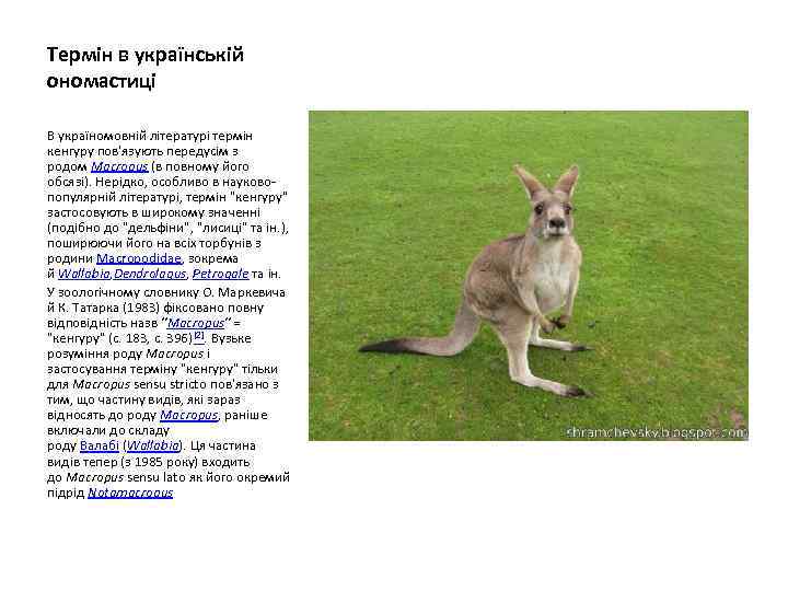Термін в українській ономастиці В україномовній літературі термін кенгуру пов'язують передусім з родом Macropus