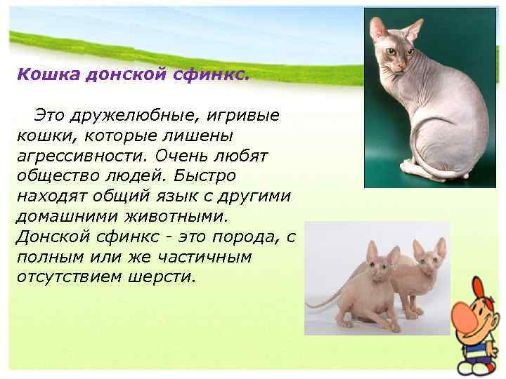 Кошка донской сфинкс. Это дружелюбные, игривые кошки, которые лишены агрессивности. Очень любят общество людей.