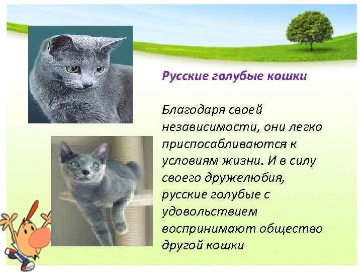 Русские голубые кошки Благодаря своей независимости, они легко приспосабливаются к условиям жизни. И в