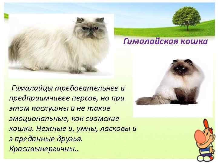 Гималайская кошка Гималайцы требовательнее и предприимчивее персов, но при этом послушны и не такие