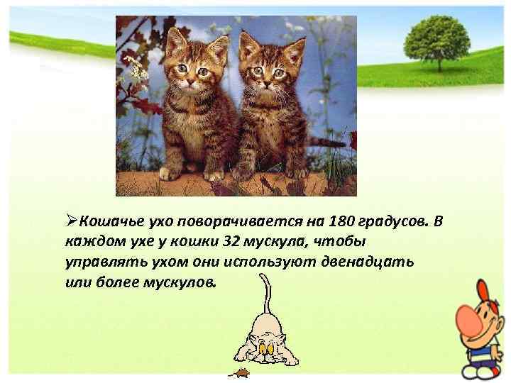 ØКошачье ухо поворачивается на 180 градусов. В каждом ухе у кошки 32 мускула, чтобы