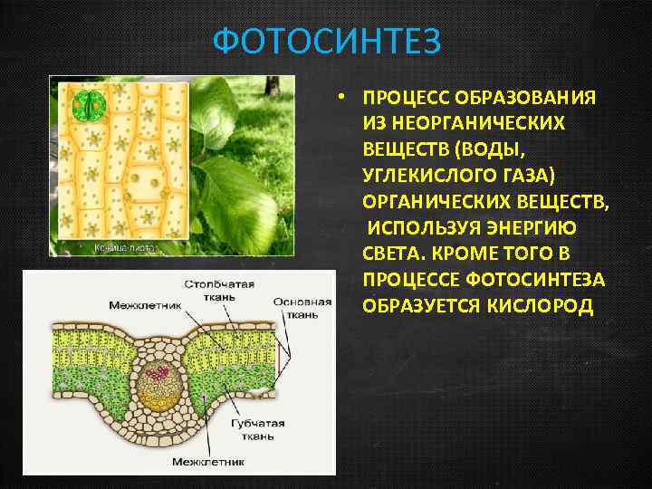 ФОТОСИНТЕЗ • ПРОЦЕСС ОБРАЗОВАНИЯ ИЗ НЕОРГАНИЧЕСКИХ ВЕЩЕСТВ (ВОДЫ, УГЛЕКИСЛОГО ГАЗА) ОРГАНИЧЕСКИХ ВЕЩЕСТВ, ИСПОЛЬЗУЯ ЭНЕРГИЮ