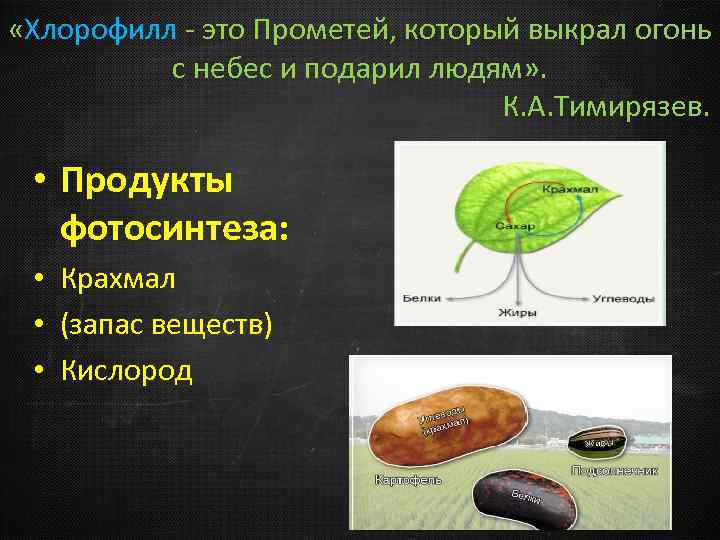  «Хлорофилл - это Прометей, который выкрал огонь с небес и подарил людям» .