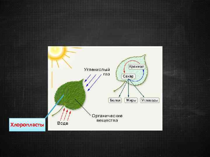 Хлоропласты 