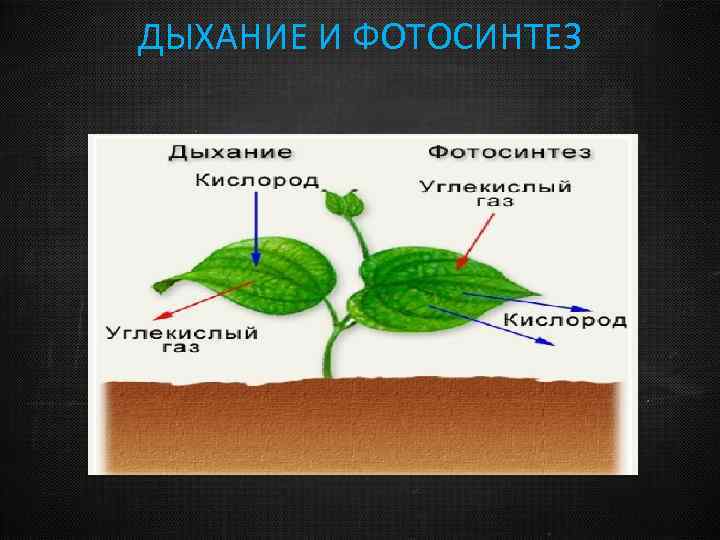 ДЫХАНИЕ И ФОТОСИНТЕЗ 