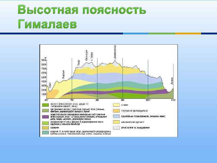 Высотная поясность алтая рисунок