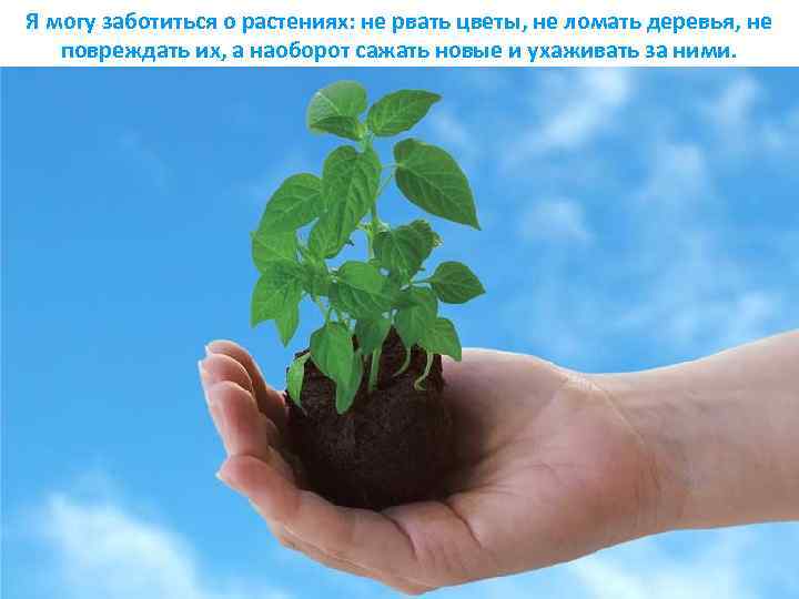 Я могу заботиться о растениях: не рвать цветы, не ломать деревья, не повреждать их,