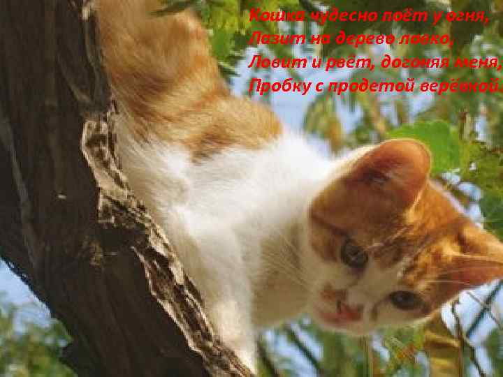 Кошка чудесно поёт у огня, Лазит на дерево ловко, Ловит и рвёт, догоняя меня,
