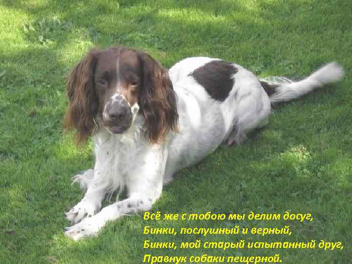 Всё же с тобою мы делим досуг, Бинки, послушный и верный, Бинки, мой старый