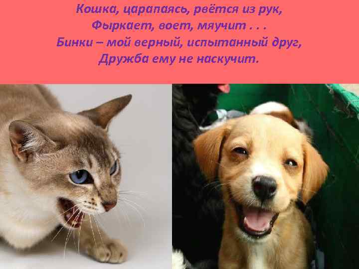 Кошка, царапаясь, рвётся из рук, Фыркает, воет, мяучит. . . Бинки – мой верный,