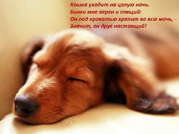 Кошка уходит на целую ночь. Бинки мне верен и спящий: Он под кроватью храпит