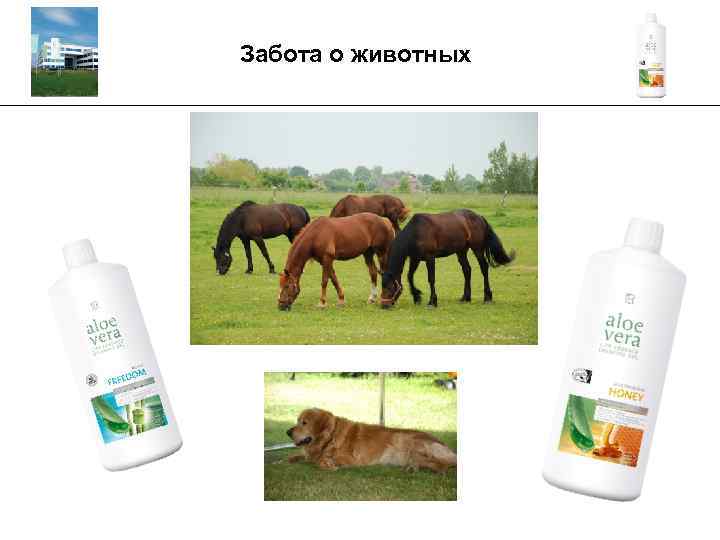 Забота о животных _________________________________________ 