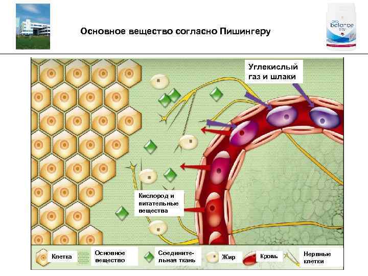 Основное вещество согласно Пишингеру _________________________________________ Углекислый газ и шлаки Кислород и питательные вещества Клетка