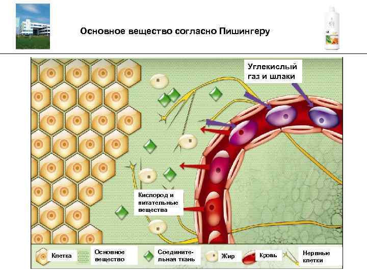 Основное вещество согласно Пишингеру _________________________________________ Углекислый газ и шлаки Кислород и питательные вещества Клетка