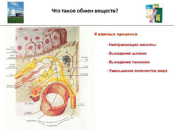 Что такое обмен веществ? _________________________________________ 4 важных процесса - Нейтрализация кислоты - Выведение шлаков