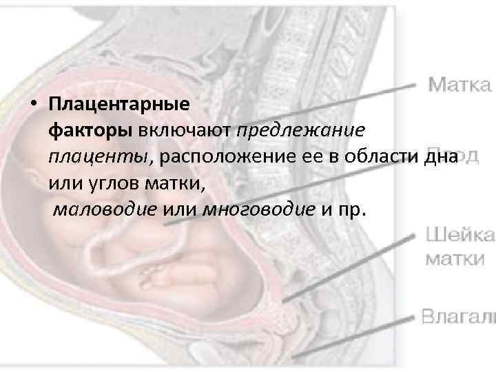  • Плацентарные факторы включают предлежание плаценты, расположение ее в области дна или углов