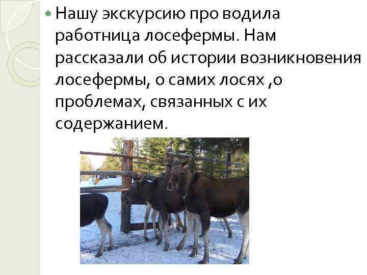  Нашу экскурсию про водила работница лосефермы. Нам рассказали об истории возникновения лосефермы, о