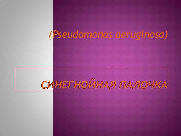 (Pseudomonas aeruginosa) СИНЕГНОЙНАЯ ПАЛОЧКА 