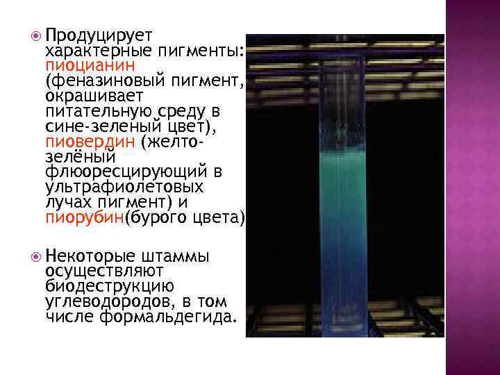  Продуцирует характерные пигменты: пиоцианин (феназиновый пигмент, окрашивает питательную среду в сине-зеленый цвет), пиовердин