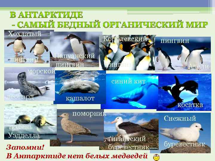 Хохлатый Королевский Папуанский пингвин морской пингвин Адели синий кит леопард кашалот поморник тюлень Уэдделла