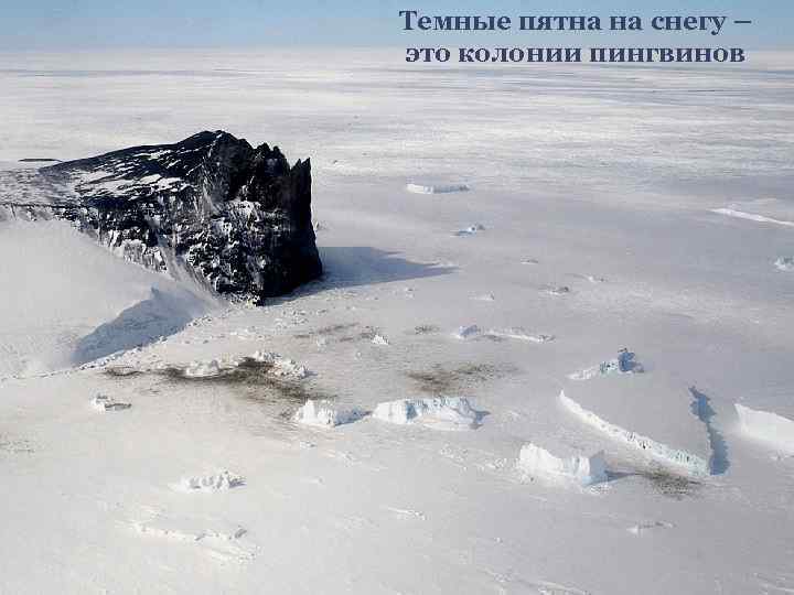 Темные пятна на снегу – это колонии пингвинов 