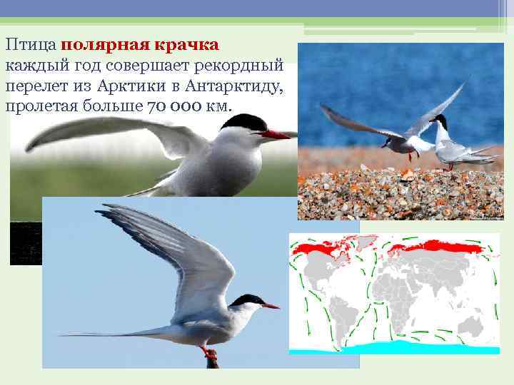 Птица полярная крачка каждый год совершает рекордный перелет из Арктики в Антарктиду, пролетая больше