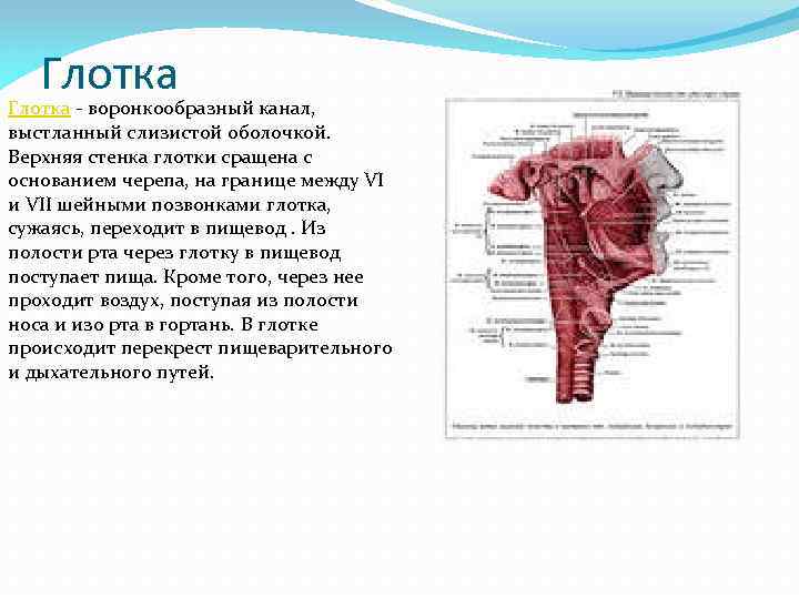 Глотка - воронкообразный канал, выстланный слизистой оболочкой. Верхняя стенка глотки сращена с основанием черепа,